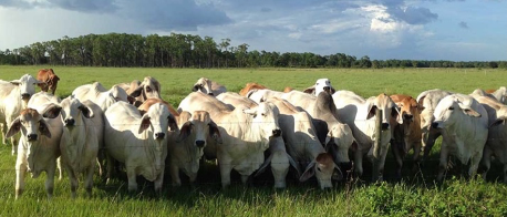 FGI_Ag_Cattle