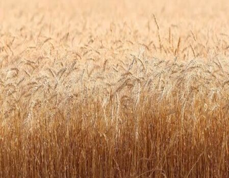 FGI_Ag_Wheat